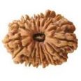 17 mukhi rudraksha